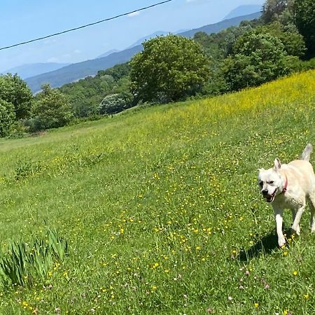 Gite Cocotte Luberon, Forcalquier Pierrerue  Eksteriør billede