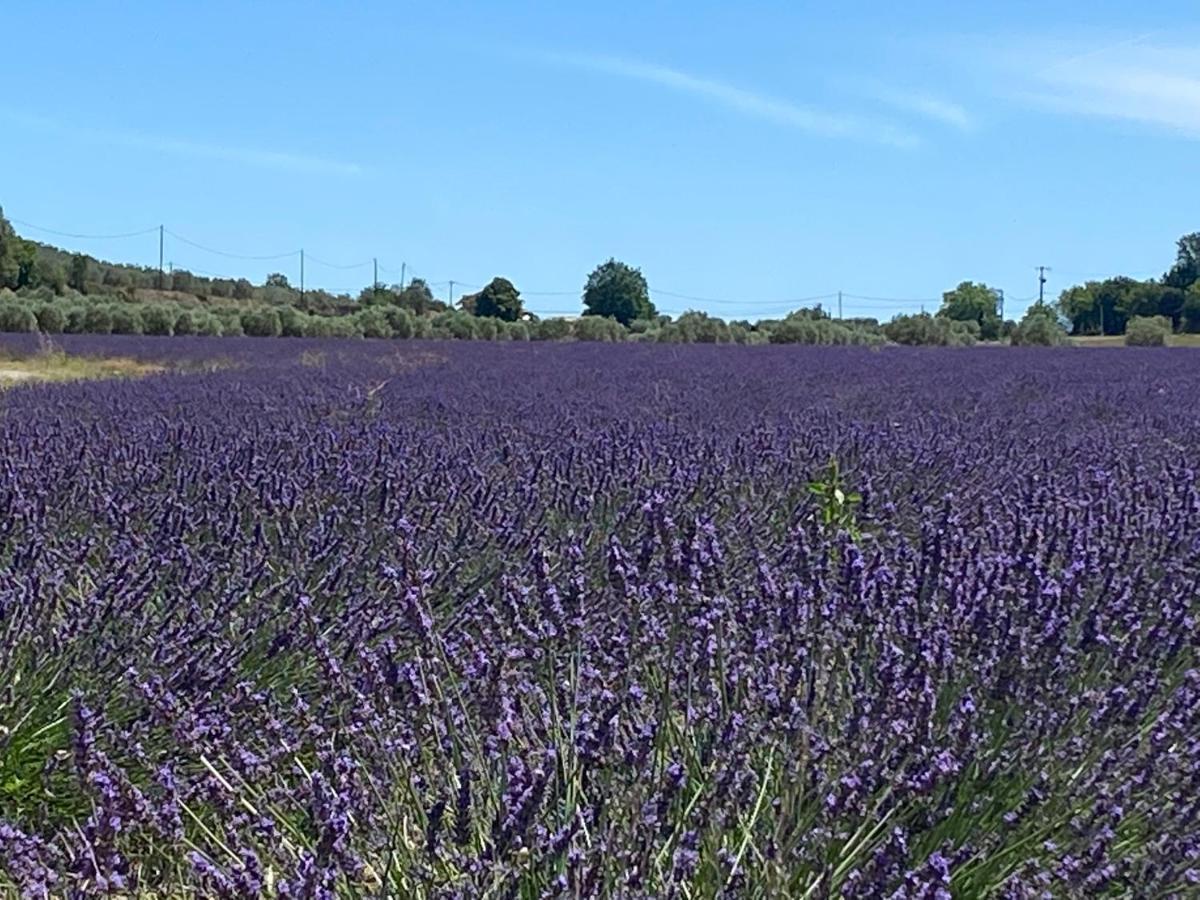 Gite Cocotte Luberon, Forcalquier Pierrerue  Eksteriør billede